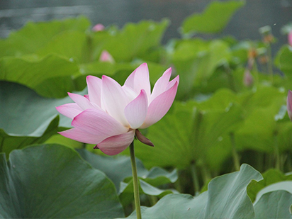 Zhang, W. et al. Characterization of flower-bud transcriptome and development of genic SSR markers in Asian lotus (Nelumbo nucifera Gaertn.). PLoS One. 2014 Nov;9(11):1-11. (IF=4.375)