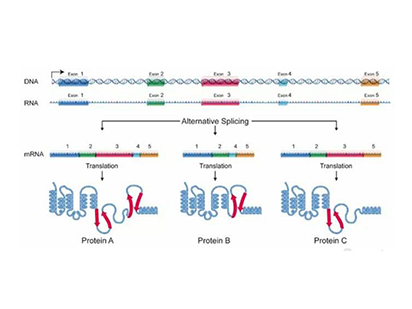 Mai S, et al. Global regulation of alternative RNA splicing by the SR-rich protein RBM39. Biochim Biophys Acta.?2016 Aug;1859(8):1014-24. (IF=5.373)