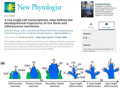 2022開(kāi)年第一彈！\\從分析視角帶你了解烈冰一作水稻花序單細(xì)胞文章