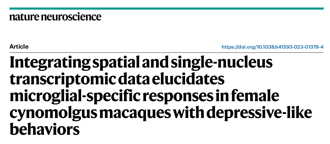 【烈冰助力】單細胞核測序+空間組學，烈冰生物助力重醫(yī)附一院神經(jīng)內(nèi)科團隊解析抑郁行為發(fā)生新機制