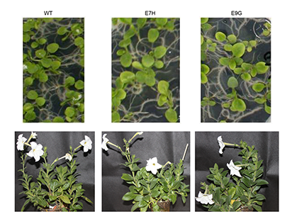 Wang H, et al. Transcriptome Changes Associated with Delayed Flower Senescence on Transgenic Petunia by Inducing Expression of etr1-1, a Mutant Ethylene Receptor. PLoS One.?2013 Jul 9;8(7):e65800. (IF=4.375)